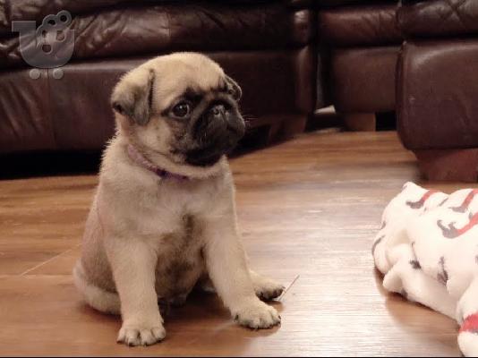 PoulaTo: Pug